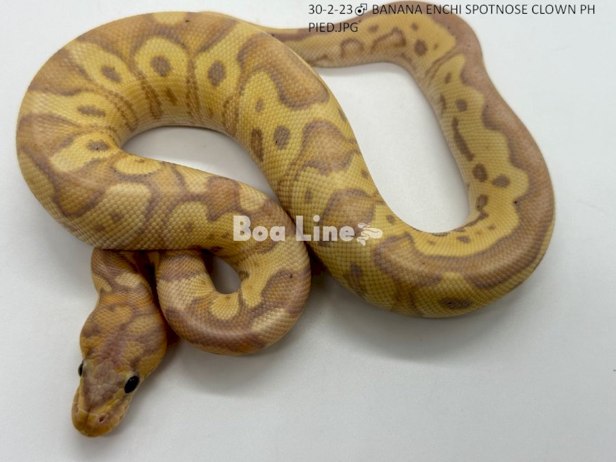 BANANA SPOTNOSE CLOWN PH PIED